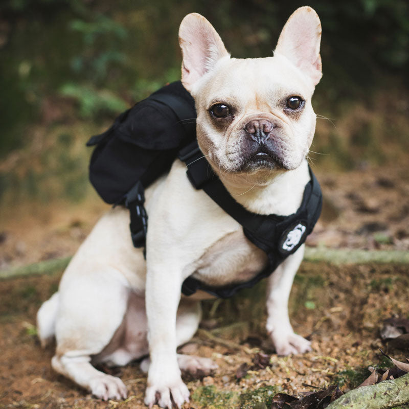 Ryggsäck för Hund - Backpack Small Dog Treat Tote Pack + Litter Bag Exit for Small Dog Travel Camping